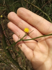 Acacia juncifolia