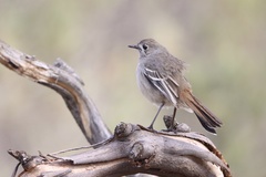 Drymodes brunneopygia