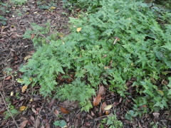 Selaginella argentea