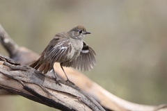 Drymodes brunneopygia