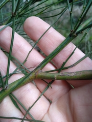 Acacia juncifolia