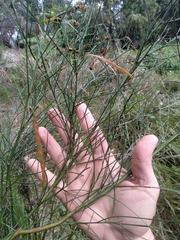 Acacia juncifolia