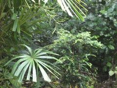 Memecylon pauciflorum