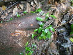 Gynochthodes sublanceolata