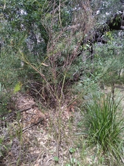 Acacia juncifolia