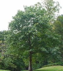 Castanea sativa