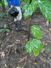 Aspidopterys concava