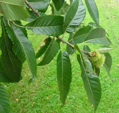 Castanea sativa
