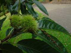Castanea sativa