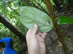 Aspidopterys concava