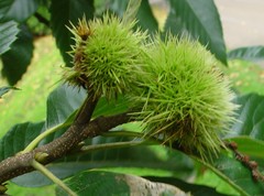 Castanea sativa