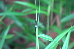 Orchithemis