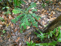 Averrhoa carambola