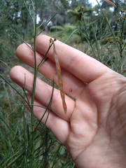 Acacia juncifolia