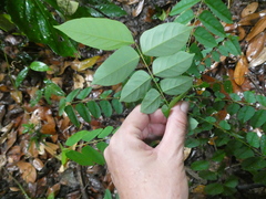 Averrhoa carambola