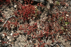 Crassula umbellata