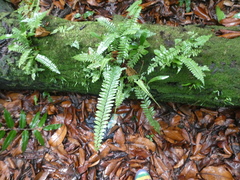 Asplenium longissimum