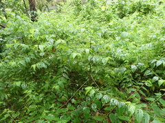 Trema cannabina