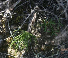 Eriospermum proliferum