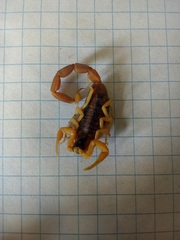 Centruroides vittatus