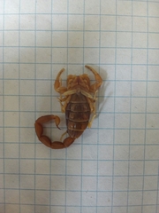 Centruroides vittatus