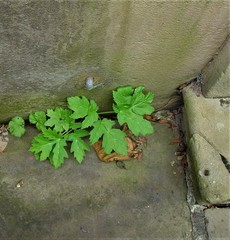 Heracleum mantegazzianum