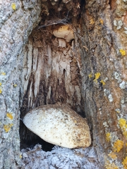 Spongipellis spumeus