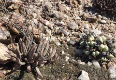 Adromischus filicaulis