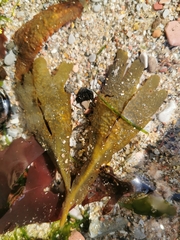 Fucus serratus