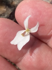 Stylidium petiolare
