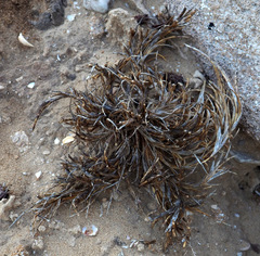 Parapholis marginata