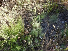 Jasione sessiliflora