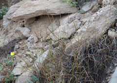 Elymus farctus farctus