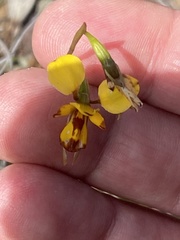 Diuris laxiflora