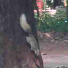 Callosciurus finlaysonii