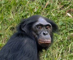 Bonobo photo 3
