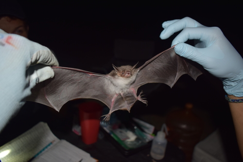 fish-eating bat