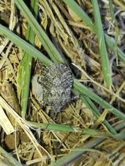 Brochymena chelonoides