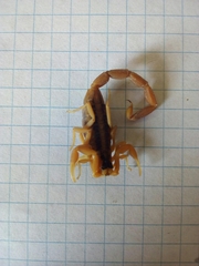 Centruroides vittatus