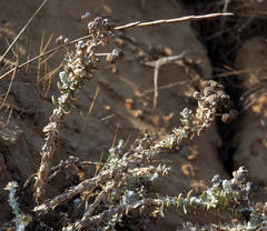 Achillea maritima maritima