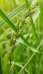 Lolium multiflorum × perenne