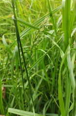 Lolium multiflorum × perenne