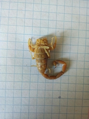 Centruroides vittatus