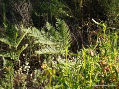 Lavandula pedunculata