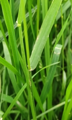 Lolium multiflorum × perenne