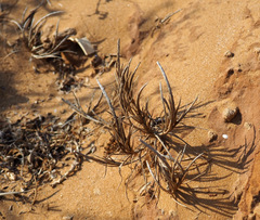 Parapholis marginata