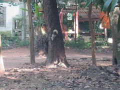 Callosciurus finlaysonii