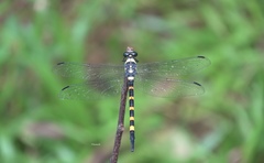 Macrogomphus quadratus