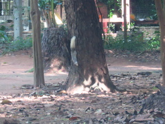 Callosciurus finlaysonii