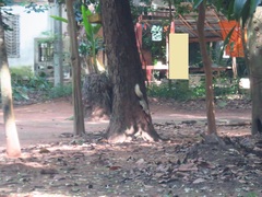 Callosciurus finlaysonii